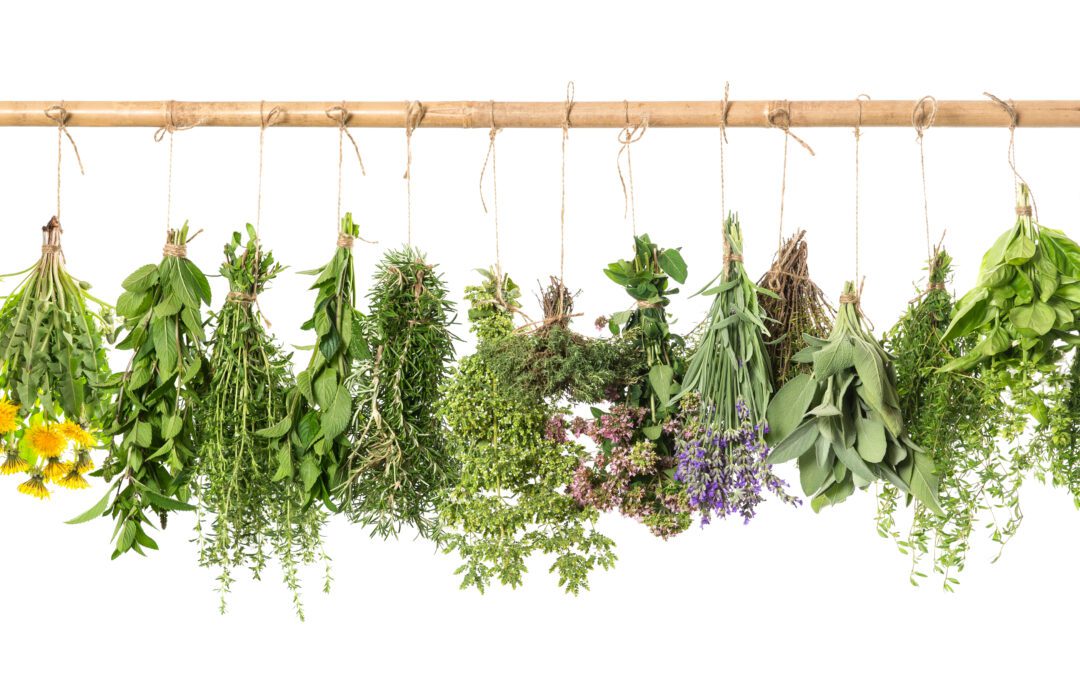 The Secret Life of Italian Herbs – From Your Garden to Your Kitchen!