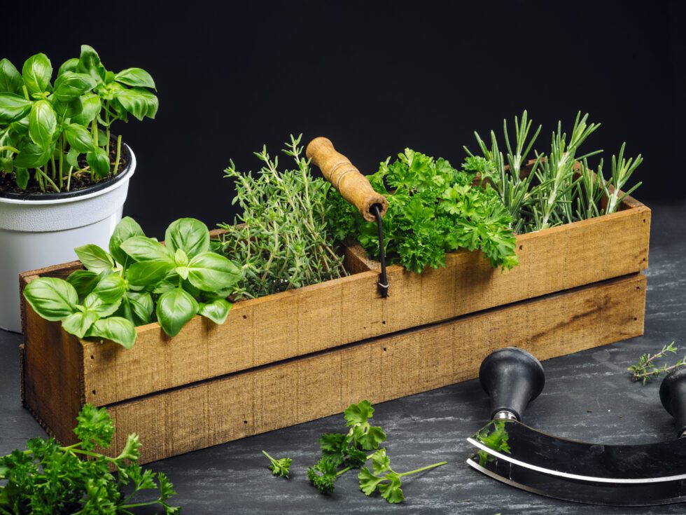 The Secret Life of Italian Herbs - From Your Garden to Your Kitchen ...